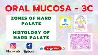 Oral Mucosa Part 3C Zones Of Hard Palate Histology Of Hard Palate Incisive Papilla Rugae