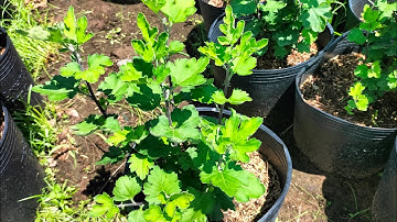 cập nhật tình hình cúc cổ Sơn la cúc thân gỗ sau 5 ngày ngắt đọt, hoa Tết 2024