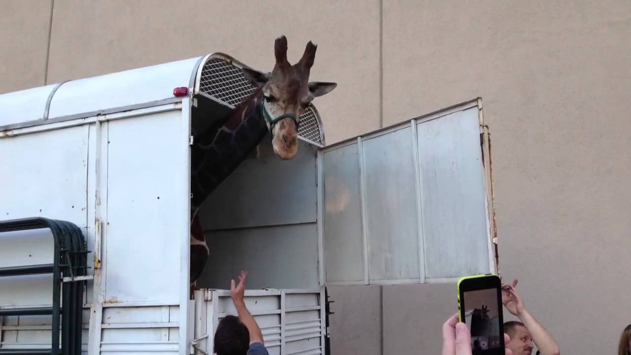 The Hangover Part 3 Giraffe