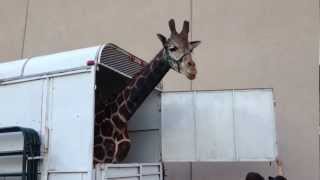 The Hangover Part 3 Giraffe