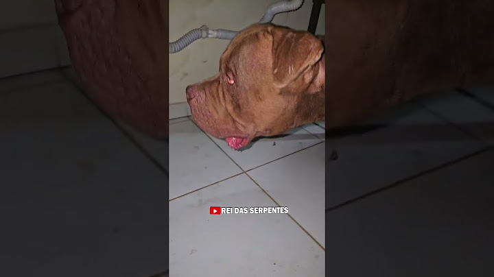 Pitbull dog encounters a RATTLESNAKE in his home!