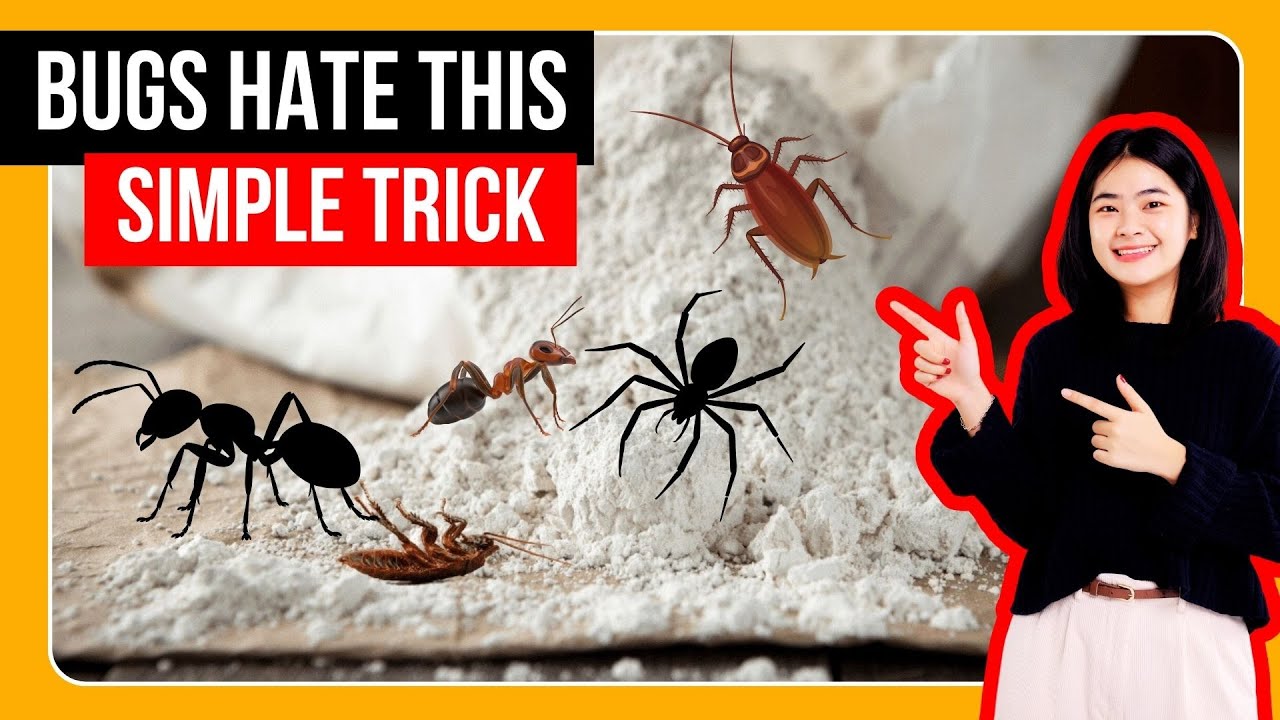 Как быстро избавиться от бытовых насекомых – простые и эффективные способы.