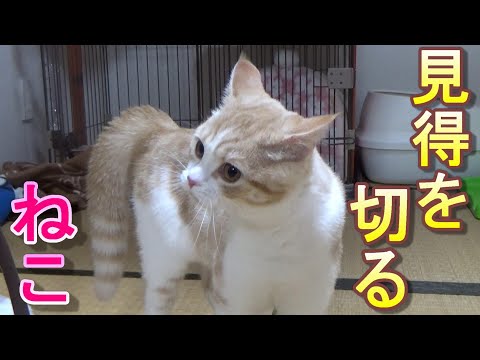 歌舞伎役者のように『見得を切る』猫【スコティッシュフォールド】