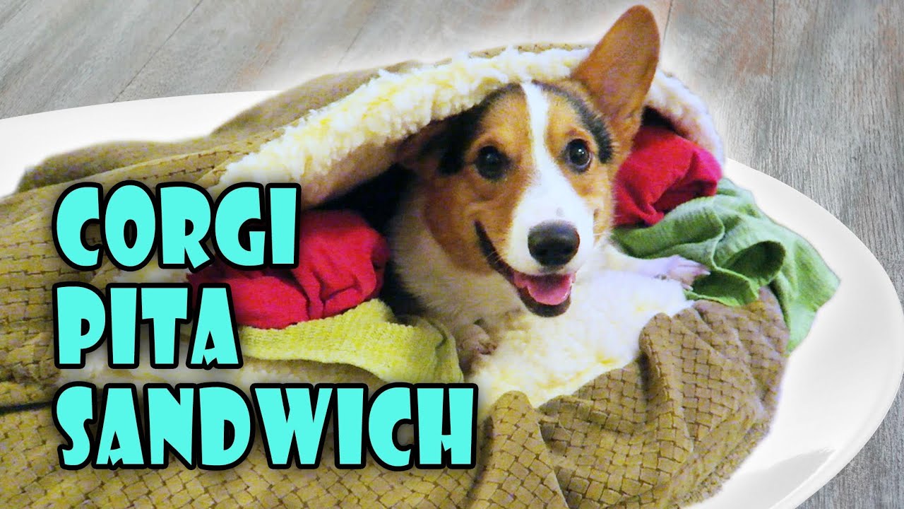 SUPER CUTE CORGI PITA SANDWICH | Dog Bed - Life After College: Ep. 468