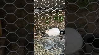 La Coniglia Ha Fatto Conigli Piccoli