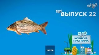 Как выбрать свежего карпа | ПОЛЕЗНАЯ ПРОГРАММА. Выпуск 22 — 9.10.2019 Как выбрать свежего карпа | ПОЛЕЗНАЯ ПРОГРАММА. Выпуск 22 — 9.10.2019