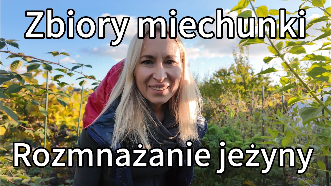 Я собираю остатки физалиса, собираю ещё кучу и саженцы ежевики.