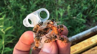 Selecting for Varroa Sensitive Hygiene (VSH) in Honey Bees