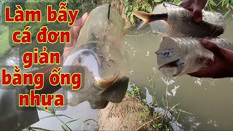Chế tạo bẫy cá bằng chai nhựa đơn giản dễ làm ✅