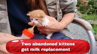 Two Abandoned Kittens Get Milk Replacement