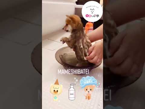 ハッピー動画大全集 かわいい豆柴子犬たち Shorts Youtube ハッピー動画大全集 かわいい豆柴子犬たち Shorts Youtube