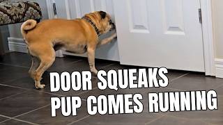 Fixing a Squeaky Door Hinge (Before My Dog Goes Crazy!)