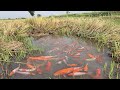 Amazing Cute girl  catch a lot of color fish,Japan Koi fishes,beautiful fish in the rice field_10126