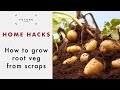 How to Grow Root Vegetables from Leftovers | GARDENING | Future Homes Network