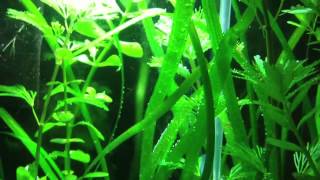 Fluval CO2 Diffuser