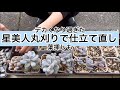 [多肉植物]パキフィツム星美人丸刈り〜^_^私の戯言