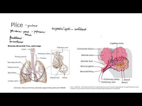 Video: Plíce Jako Dýchací Orgán