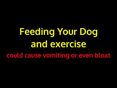 Dogs, Exercise and Bloat