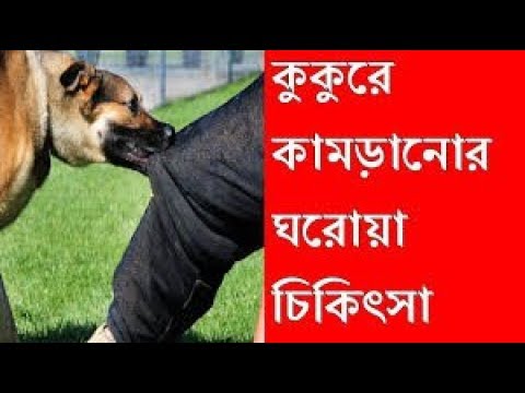 ভিডিও: কুকুরের মধ্যে লেগ-কাল্ভা-পার্থেস রোগ