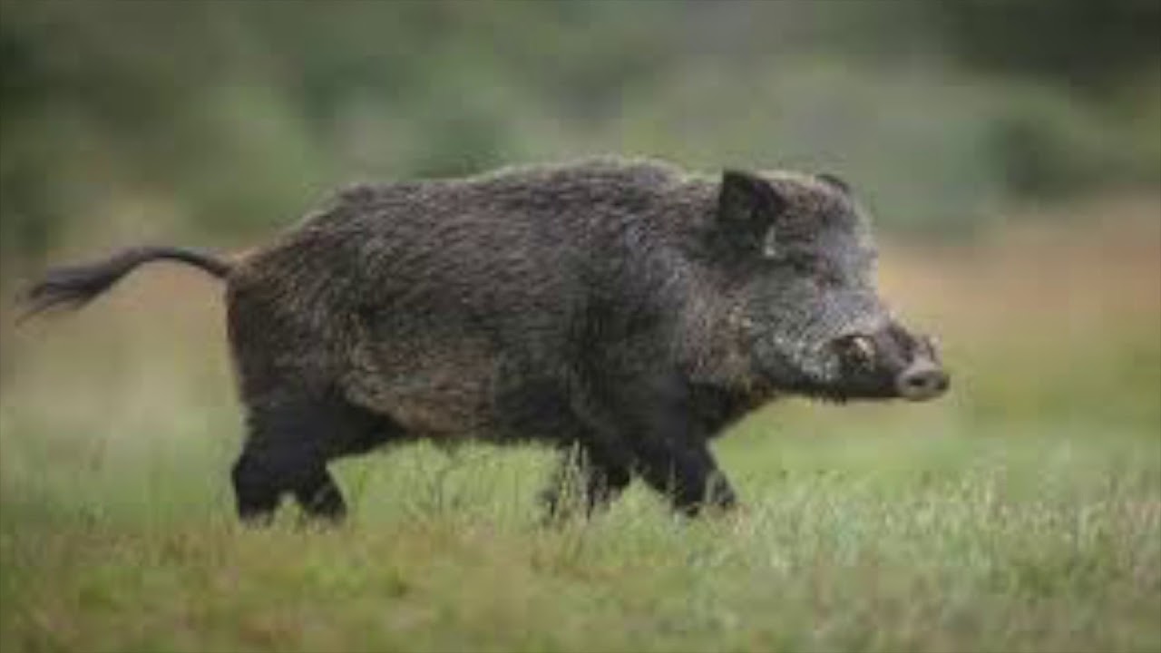 Scientifically Accurate Tropical Dry Forest