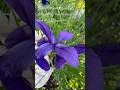 #flowers #nature #mindfulness #healing
