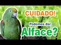 Podemos dar alface para maritaca? maritaca pode comer alface? Faz mal dar alface para a maritaca?