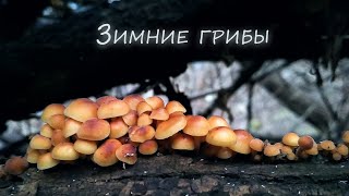 17 декабря г  Липецк   грибы Иудино ухо, Фламулина