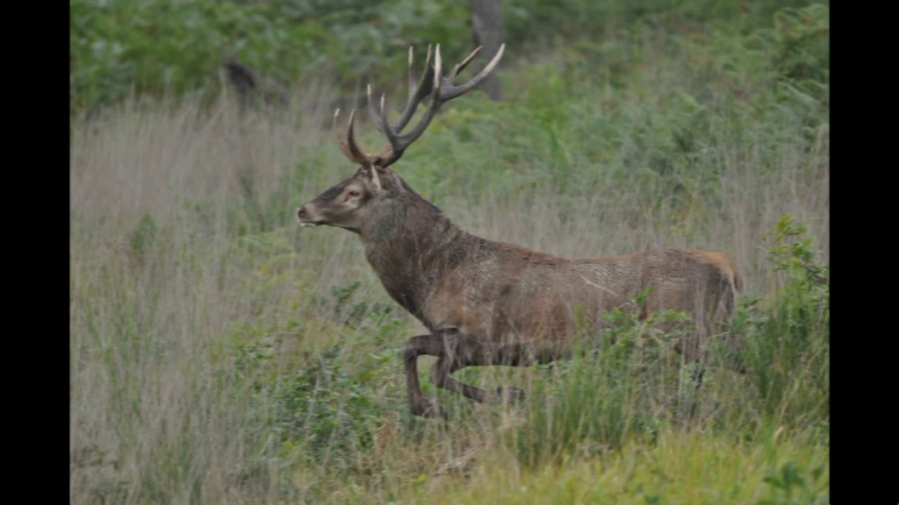 Film Gwenaelle DANET, vidéaste Objectif Vènerie