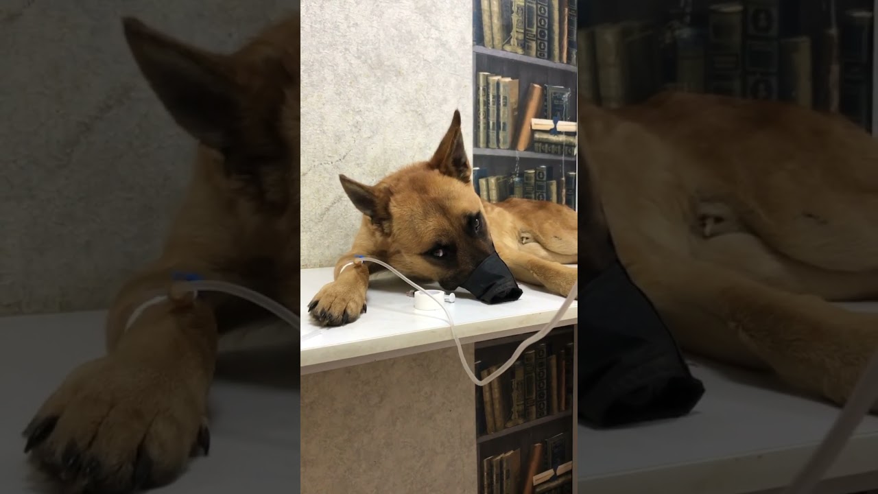 Бобик в ветеринарке 