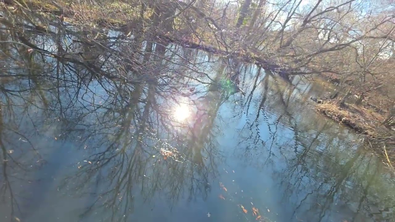 OTRA NUEVA AVENTURA EN BROOKSIDE AV FREEPORT NY PARA TODOS USTEDES AMIGOS VEAN QUE LINDAS AVES