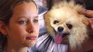 Алёна плачет... пропала собачка... Алёна плачет... пропала собачка...