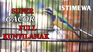 CUCAK CUNGKOK SUPER GACOR FULL ISIAN KUNTILANAK SERAM !! CUNGKOK ISIAN ISTIMEWA !!