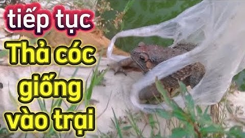 thả cóc giống vào trại cóc thương phẩm để nuôi sinh sản,hứa hẹn một mùa cóc bội thu