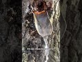 Who Has Already Collected Birch Sap 