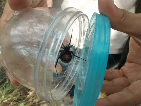 Viuda negra (Latrodectus mactans)