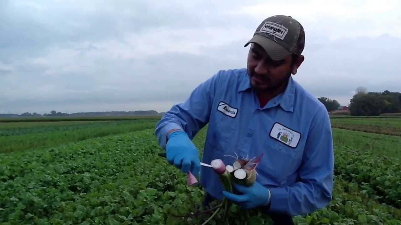 Fall Radish with Roberto