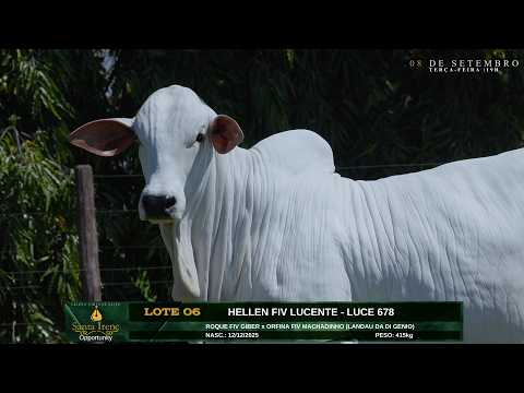 LOTE 06   HELLEN FIV LUCENTE   LUCE 678