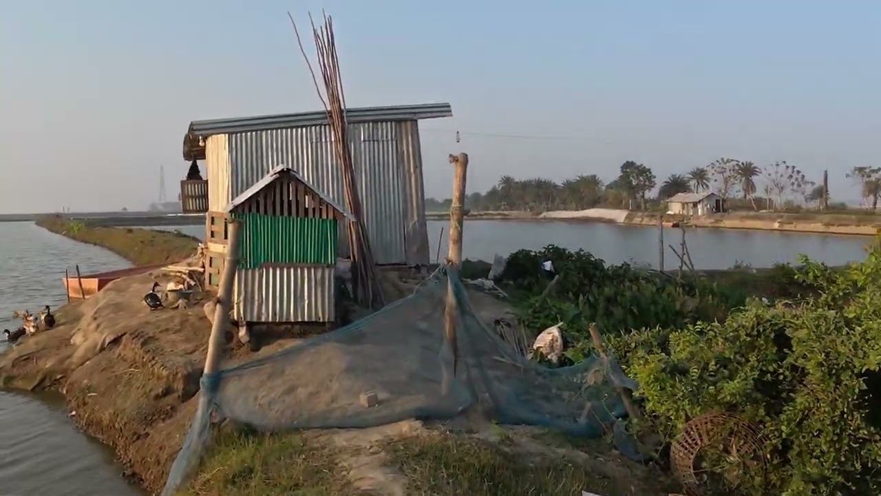 শীতকালে মাছ চাষ কম হয় কেন I Gram Path Diaries I GPD 