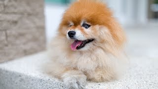 Pomeranian Grooming Tips Keeping that Fluffy Coat Perfect