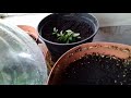 Полное видео про выращивание купленных азалий