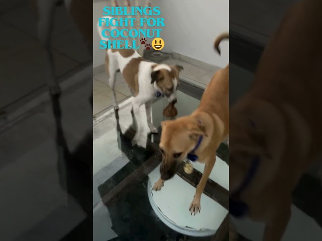 🐕🦮 Sibling vibes 2furballs🐶😍 Fight for coconut shell class=