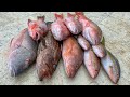 DEEP SEA Snapper & Grouper! Catch Clean Cook- Fish and Chips! (FLORIDA Keys)