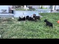 Puppies and their great grandparents - hard to say who is who