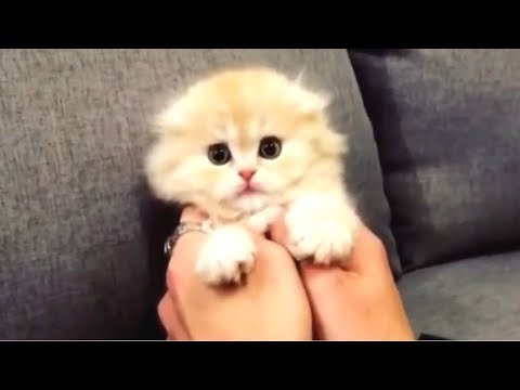 cute-kittens---cute-kitten-videos-compilation-||-cuteness-overload