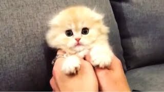 CUTE KITTENS - Cute Kitten Videos Compilation || CUTENESS OVERLOAD by mihaifrancu 44,091 views 5 years ago 10 minutes, 12 seconds