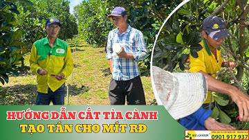 Hướng Dẫn Cắt Tỉa Cành Tạo Tán Mít Ruột Đỏ