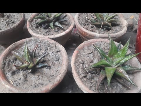 How to grow Succlent Haworthia limifolia Plant Grow And caring Tip