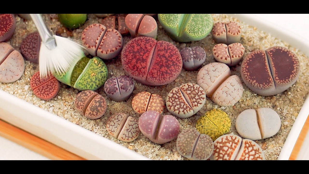 Living Stones : How I take care of my Lithops ??