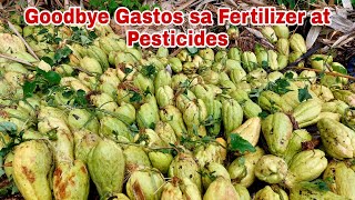 Nagtanim kami ng Sayote | Tamad Style Farming