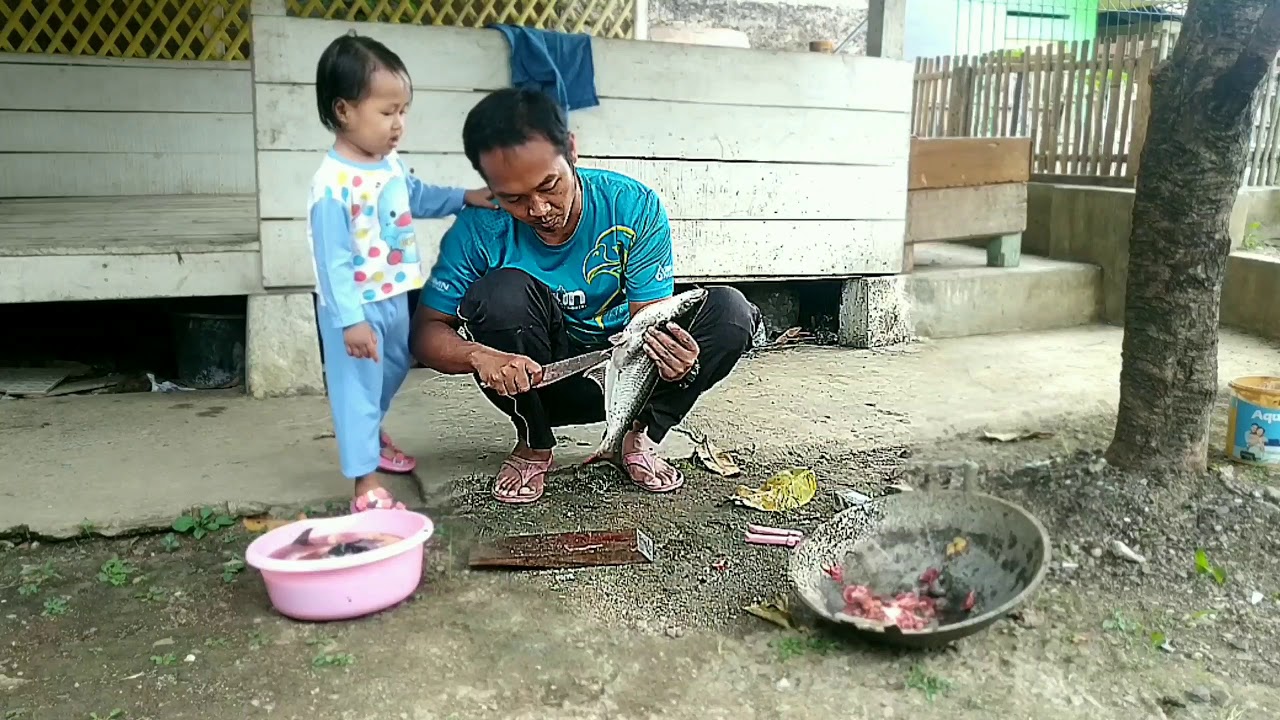 membersihkan ikan patin 